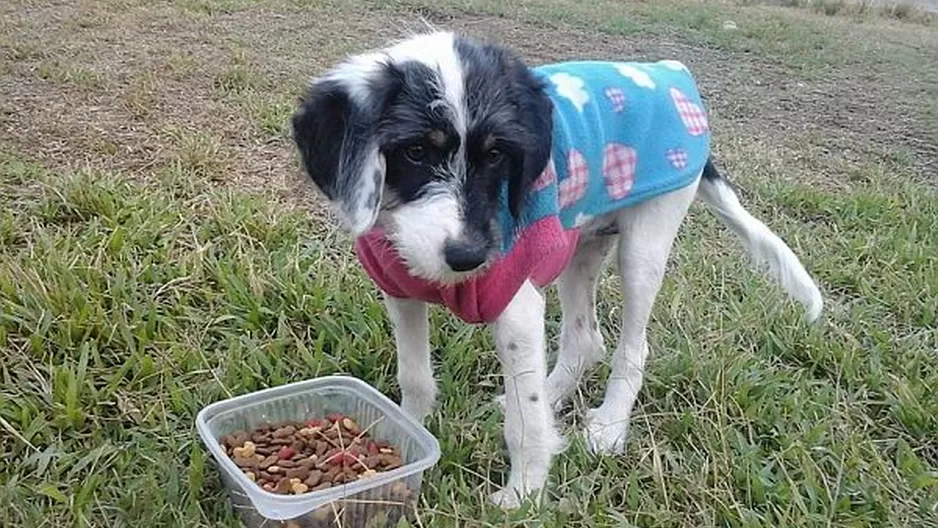 #Regrésalosacasa: ayudemos a encontrarle un hogar a la pequeña Churiza