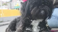 #RegrésalosaCasa: busquemos a Buda, una shih tzu de un año     