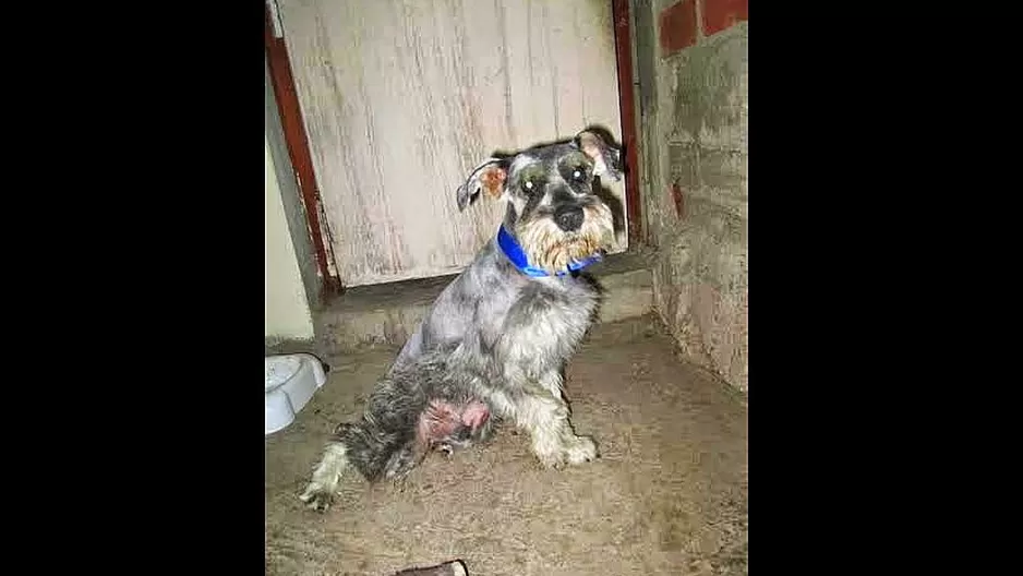 #Regrésalosacasa: ayudemos a encontrar a Max, un schnauzer que se perdió en VES