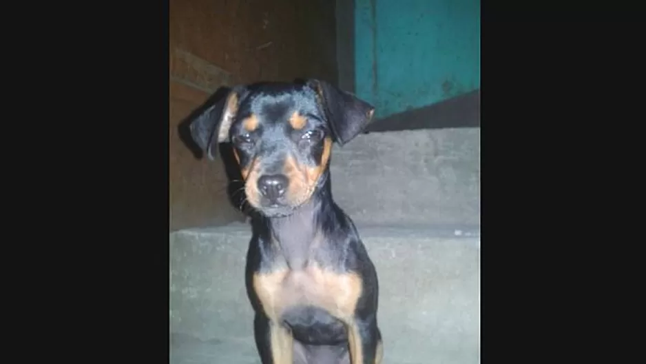 #Regrésalosacasa: chicos ayudemos a encontrar a Roxy, un cachorrita de tres meses