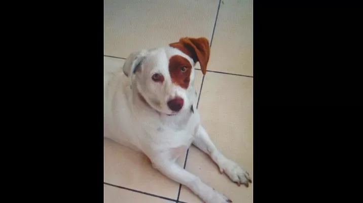 #Regrésalosacasa: encontremos a Gnocchi, ella se perdió por Miraflores