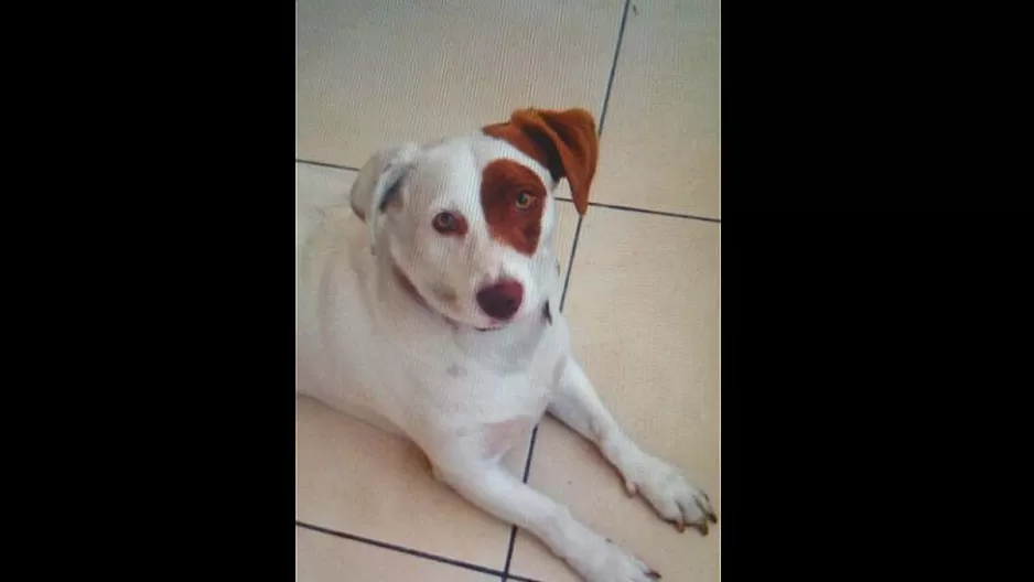 #Regrésalosacasa: encontremos a Gnocchi, ella se perdió por Miraflores