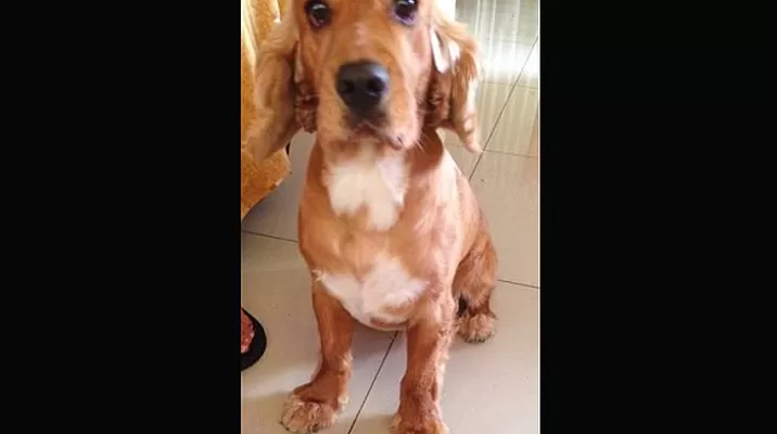#RegrésalosaCasa: Tobi se perdió, su dueña está preocupada porque sufre de diabetes #RegrésalosaCasa: Tobi se perdió, su dueña está preocupada porque sufre de diabetes