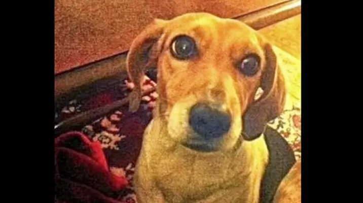 #RegrésalosaCasa: unámonos para encontrar a Luna, una Beagle de cuatro años #RegrésalosaCasa: unámonos para encontrar a Luna, una Beagle de cuatro años
