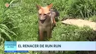 El renacer de Run Run