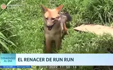El renacer de Run Run - Noticias de zorro-run-run