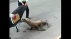 Reportan lobo marino varado en playa de Miraflores