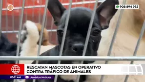 Rescatan mascotas en operativo contra tráfico de animales en el Cercado de Lima. Foto y video: América Noticias