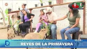 Los reyes de la primavera. Foto y video: Domingo al día
