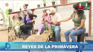 Los reyes de la primavera. Foto y video: Domingo al día