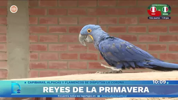 Los reyes de la primavera. Foto: Domingo al día Los reyes de la primavera. Foto: Domingo al día