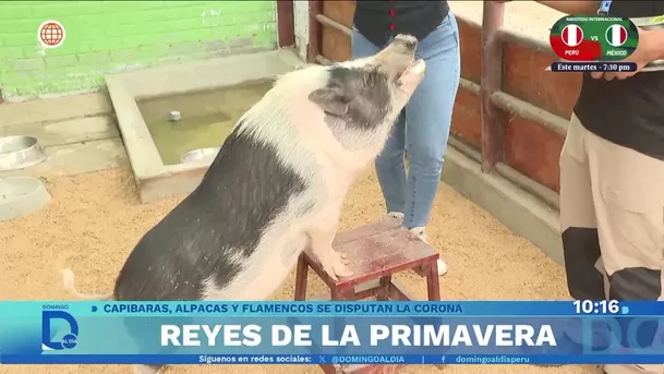Los reyes de la primavera. Foto: Domingo al día Los reyes de la primavera. Foto: Domingo al día
