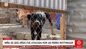 Niña de seis años fue atacada por un perro rottweiler en Chosica. Foto y video: América Noticias