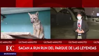 Run Run: Sacan a zorrito del Parque de Las Leyendas