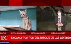 Run Run: Sacan a zorrito del Parque de Las Leyendas - Noticias de parque-leyendas