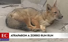 Run Run: El zorrito fue rescatado por la Policía Nacional y el Serfor - Noticias de run-run