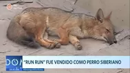 Run Run, el zorro que fue vendido como un perro siberiano