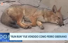 Run Run, el zorro que fue vendido como un perro siberiano - Noticias de perro