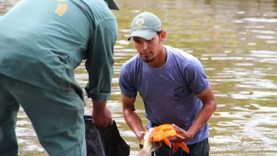 San Isidro confirma que peces de El Olivar murieron envenenados. Foto: Municipalidad de San Isidro.