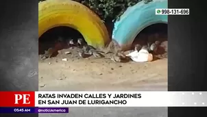 Plaga de ratas en San Juan de Lurigancho. Foto y video: América Noticias