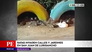 Plaga de ratas en San Juan de Lurigancho. Foto y video: América Noticias