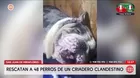 San Juan de Miraflores: Rescatan a perros de criadero clandestino