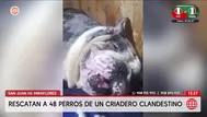 San Juan de Miraflores: Rescatan a perros de criadero clandestino