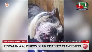 Rescatan a 48 perros de criadero clandestino en San Juan de Miraflores. Foto y video: América Noticias