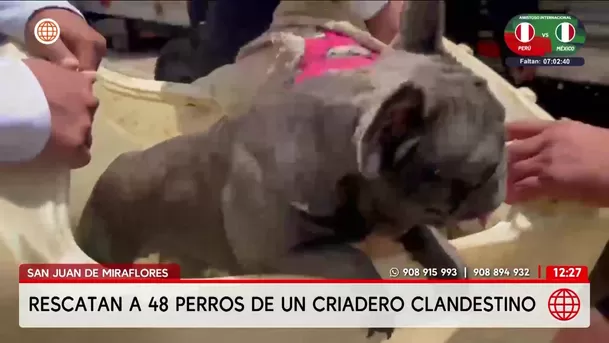 Rescatan a 48 perros de criadero clandestino en San Juan de Miraflores. Foto: América Noticias Rescatan a 48 perros de criadero clandestino en San Juan de Miraflores. Foto: América Noticias