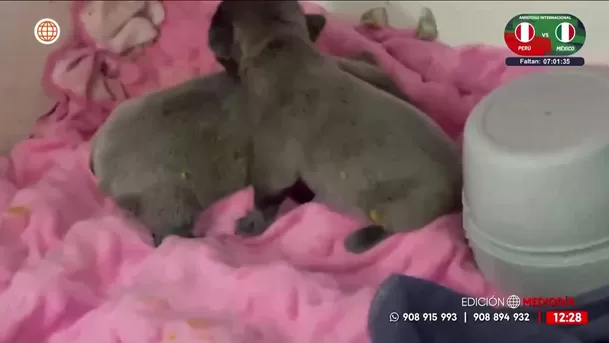 Rescatan a 48 perros de criadero clandestino en San Juan de Miraflores. Foto: América Noticias Rescatan a 48 perros de criadero clandestino en San Juan de Miraflores. Foto: América Noticias