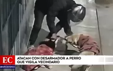 San Martín de Porres: Atacan con desarmador a perro que vigila vecindario - Noticias de martín vizcarra