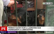 San Martín de Porres: Perros hacen huir a ladrones que ingresaron a lubricentro - Noticias de san-carlos-de-bariloche