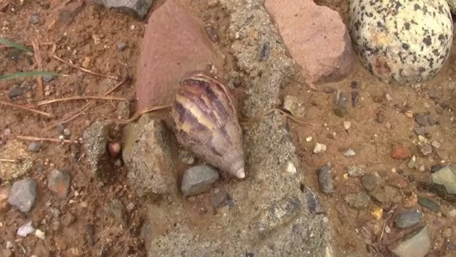 Caracol gigante africano. Foto: América Noticias