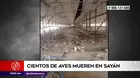 Sayán: Cientos de aves murieron tras inundaciones por huaicos