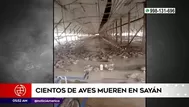 Sayán: Cientos de aves murieron tras inundaciones por huaicos