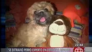 Se extravió perro experto en detectar ataques de epilepsia minutos antes de que ocurran