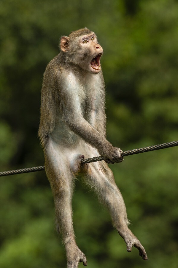 es viernes animales graciosos