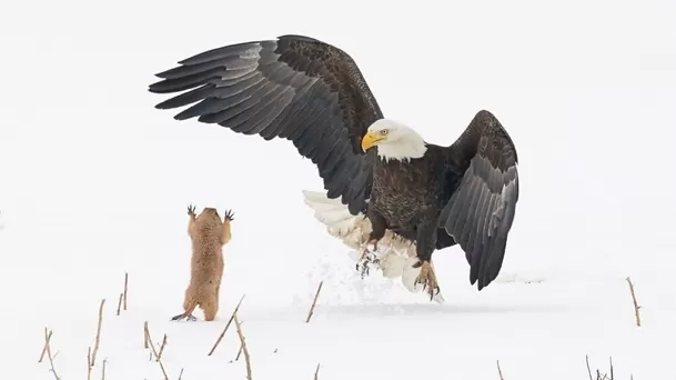  Arthur Trevino / Comedy Wildlife Photography Awards 2021