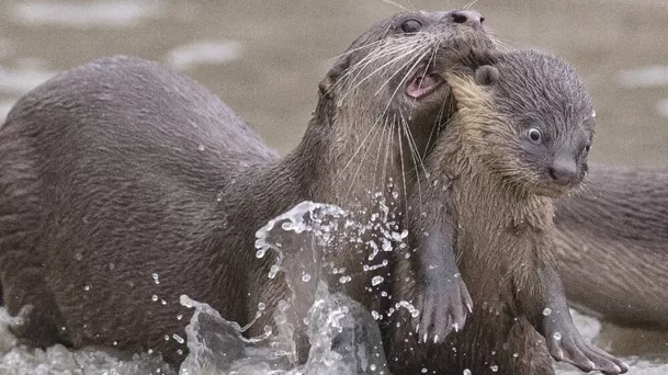 Chee Kee Teo / Comedy Wildlife Photography Awards 2021