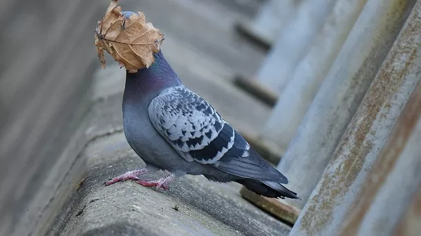 John Speirs / Comedy Wildlife Photography Awards 2021