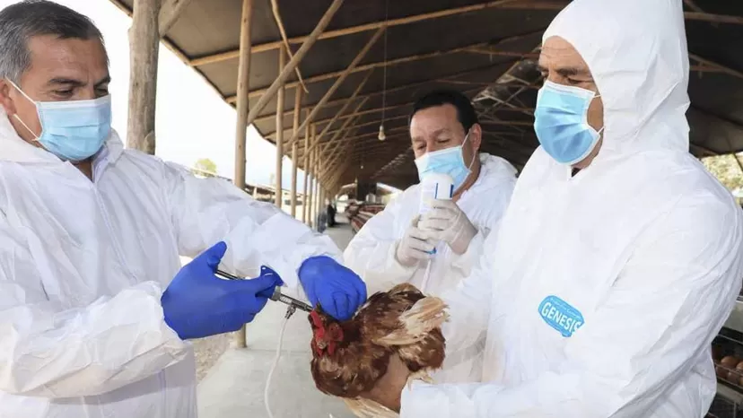 Senasa: No existen casos de influenza aviar subtipo H5 a nivel nacional