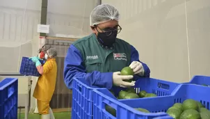 Servicio Nacional de Sanidad Agraria del Perú. Foto: Andina. Video: Canal N