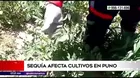 Sequía afecta cultivos en Puno