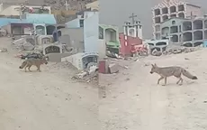 Serfor inició la búsqueda de “Juaneco”, el nuevo zorro "Run Run" visto en Comas - Noticias de terremoto