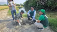 ¿Dónde liberó Serfor el cocodrilo hallado en playa Los Órganos?