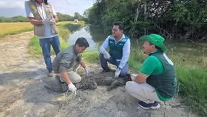 El Serfor y el Gobierno Regional de Tumbes liberaron a un cocodrilo de 2,28 metros en una zona de manglares. El reptil, especie En Peligro Crítico, fue capturado previamente en una playa de Los Órganos. Foto: Serfor. Video: Canal N