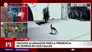 Serfor: "Presencia de zorros en La Molina no representa un riesgo y sería por búsqueda de alimentos"