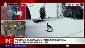 Serfor y la Municipalidad de La Molina llegaron a Rinconada Alta ante presencia de zorros / Fuente: América Noticias