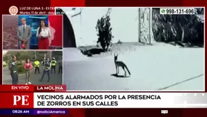 Serfor y la Municipalidad de La Molina llegaron a Rinconada Alta ante presencia de zorros / Fuente: América Noticias