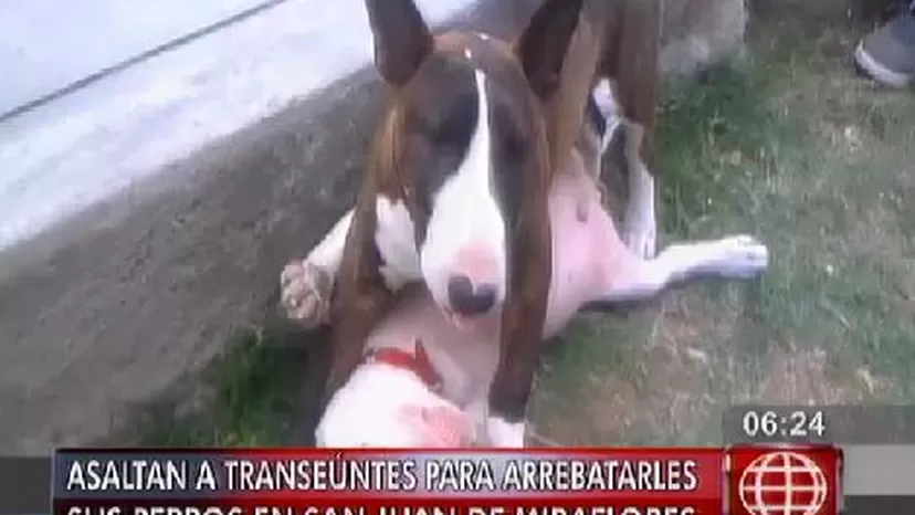 Delincuentes ahora roban perros a mano armada en San Juan de Miraflores